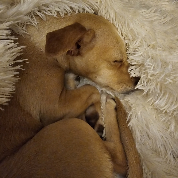 💖Meet Posh Ambassador Laurie💖 - Picture 6 of 10